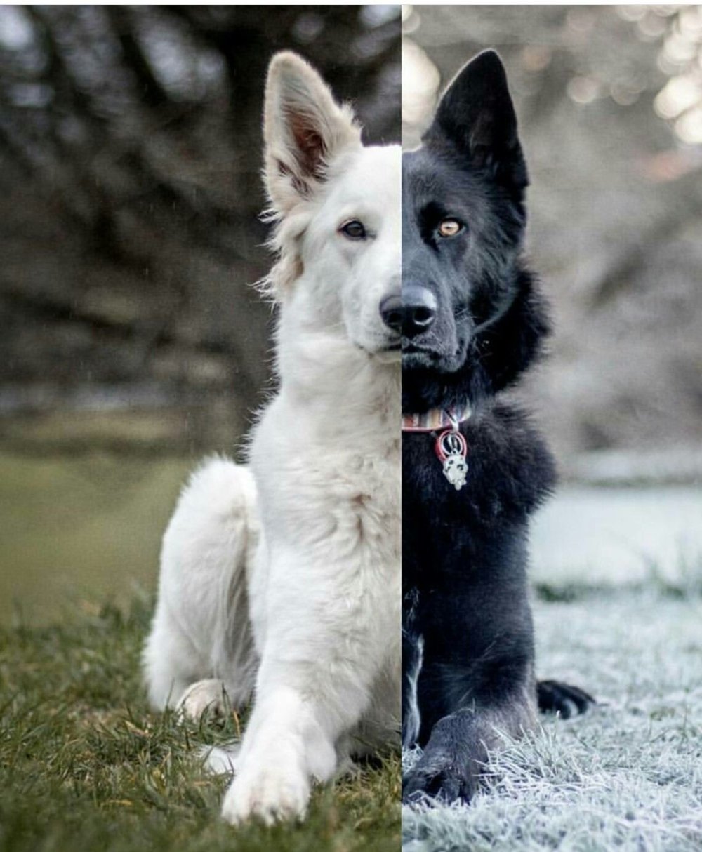 Пермская овчарка