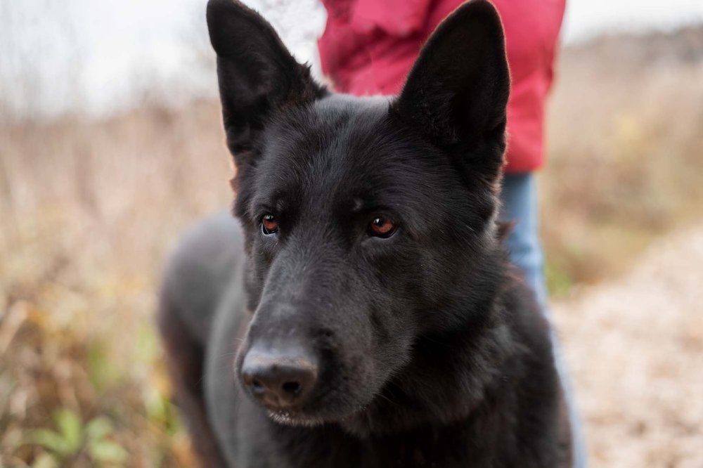 Немецкая овчарка черная короткошерстная щенок