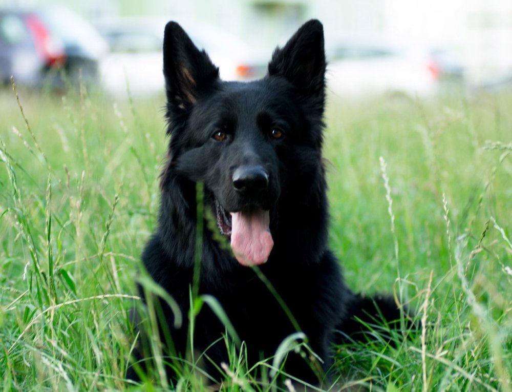 Немецкая овчарка черная длинношерстная