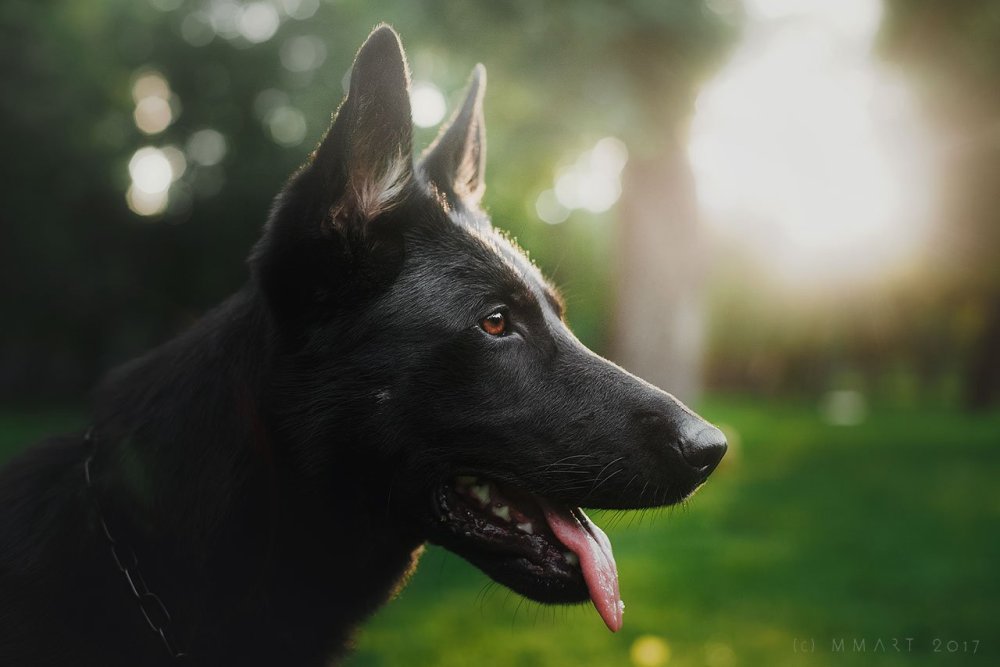 Немецкая овчарка черная на белом фоне