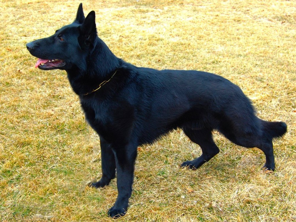 Чёрная немецкая овчарка с большой костью