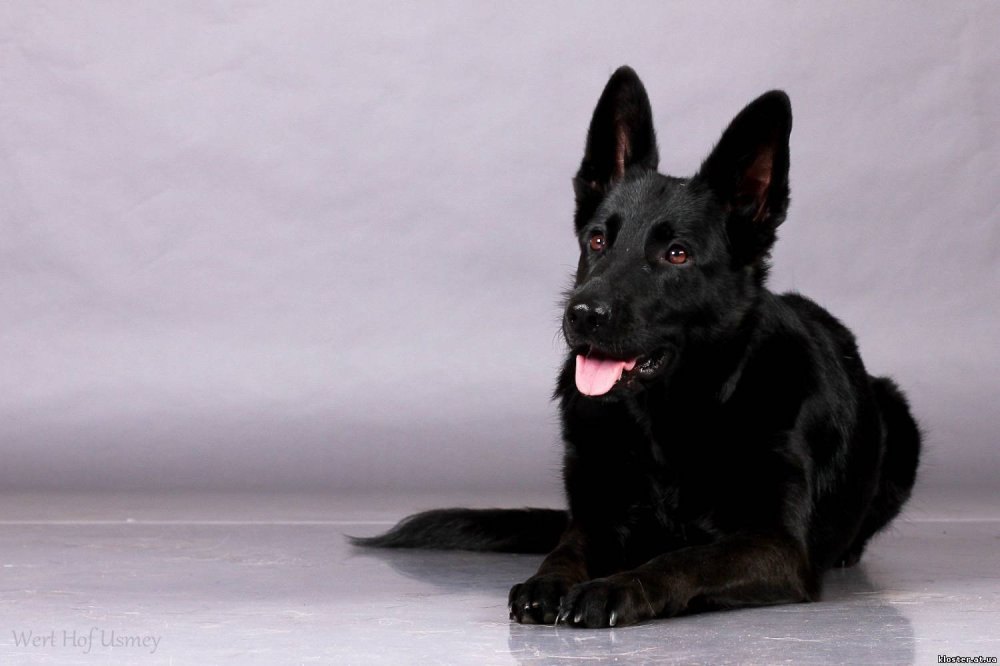 Овчарка черная короткошерстная