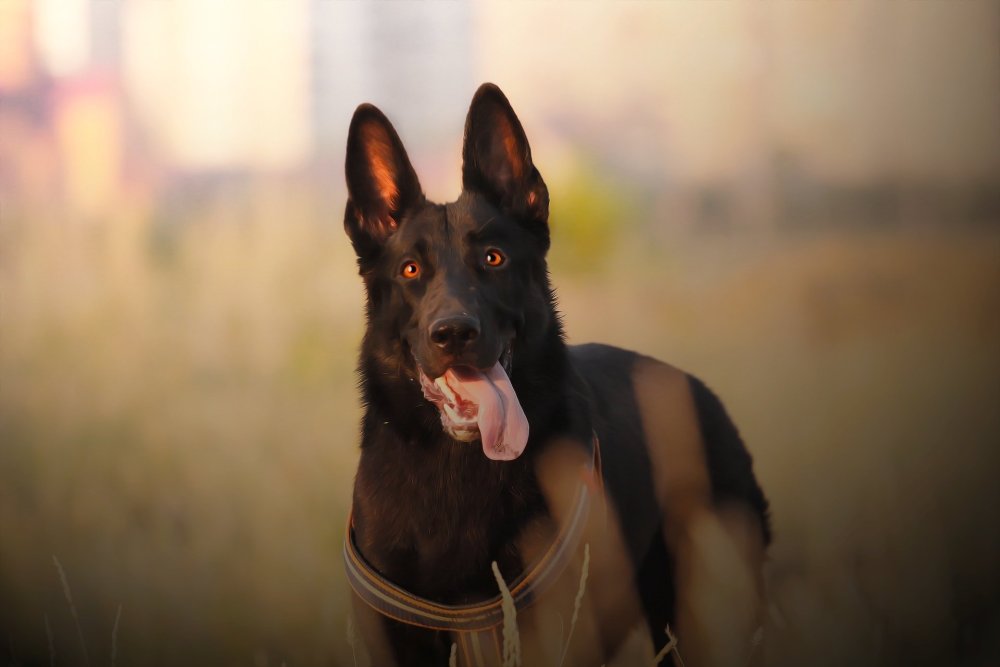 Чёрная овчарка ЗКС