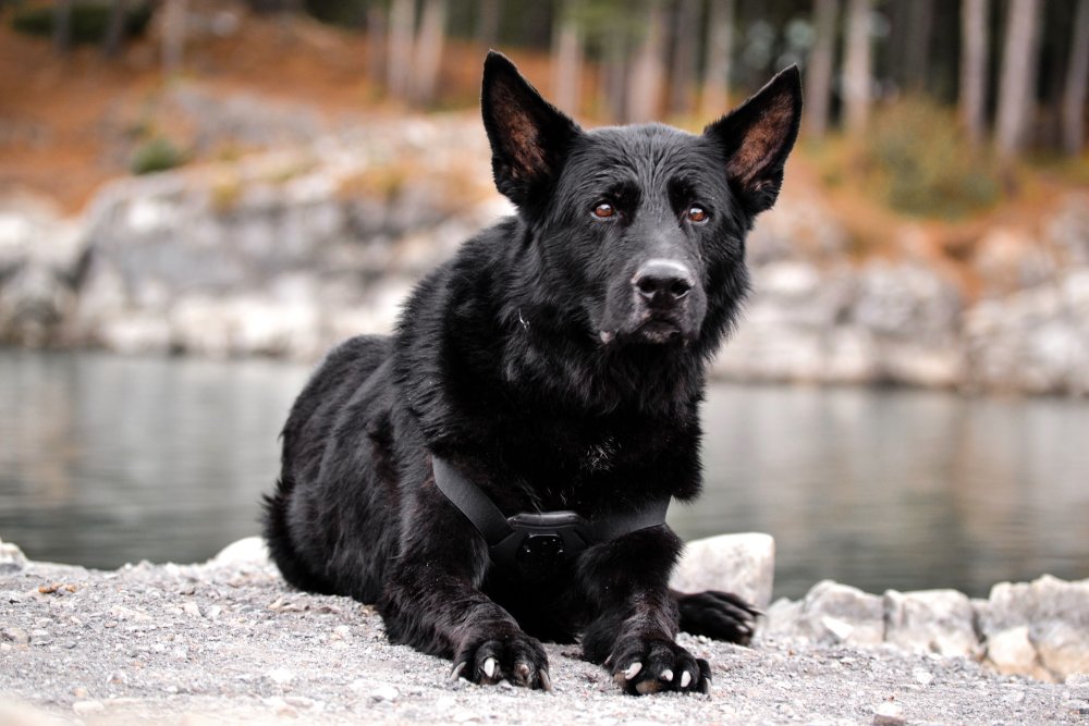 Чёрная немецкая овчарка длинношерстная питомник