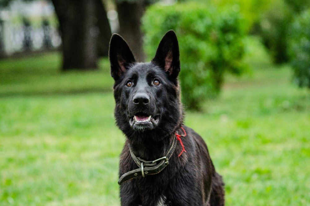 Восточно-европейская овчарка черная короткошерстная