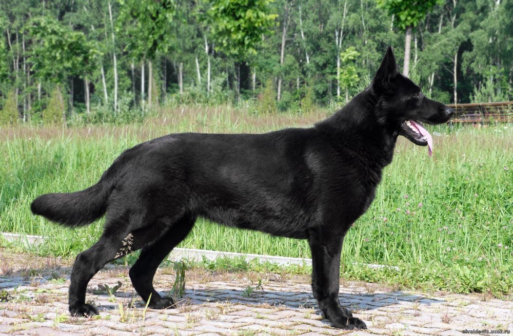 Овчарка черная короткошерстная