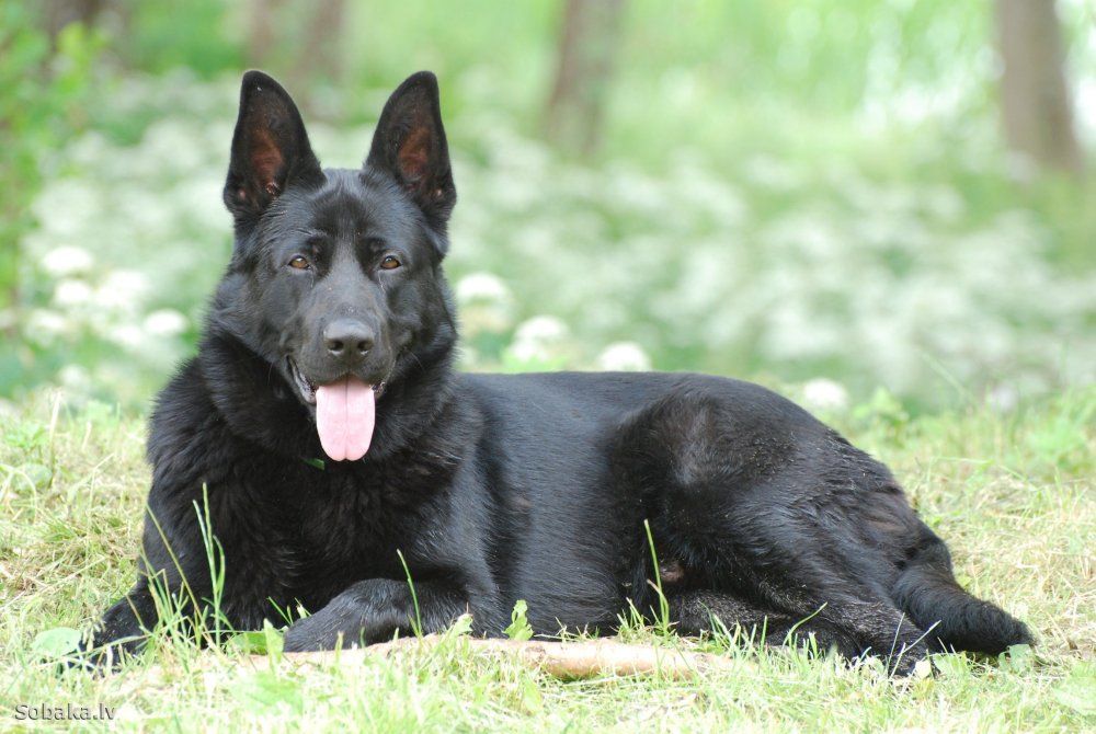 Немецкая овчарка черная