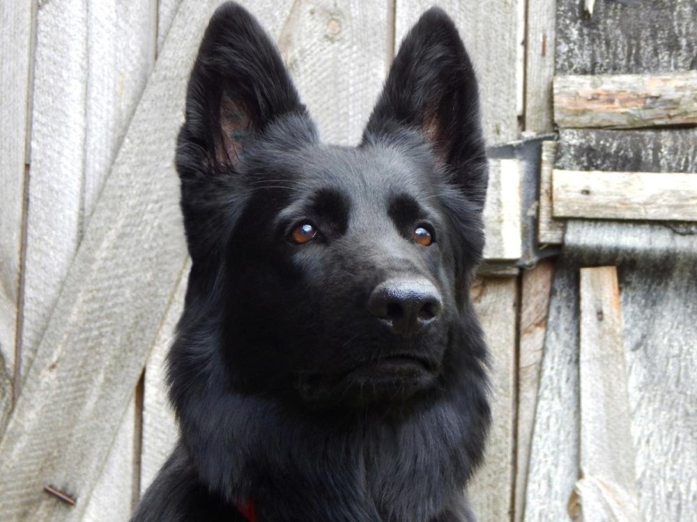 Немецкая овчарка черная девочка