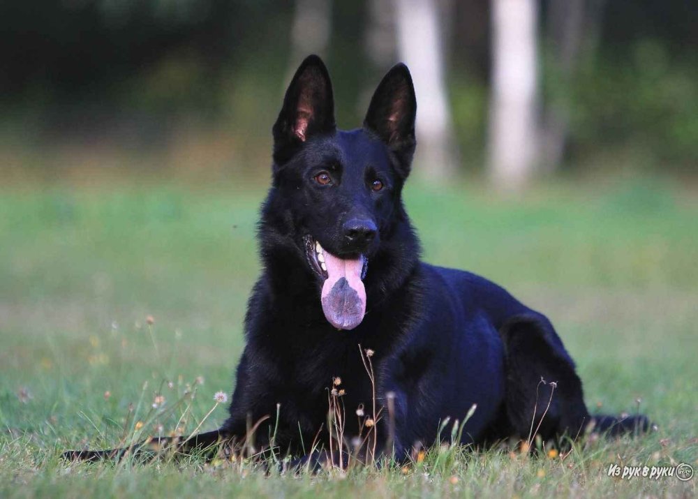 Бельгийская овчарка черная короткошерстная