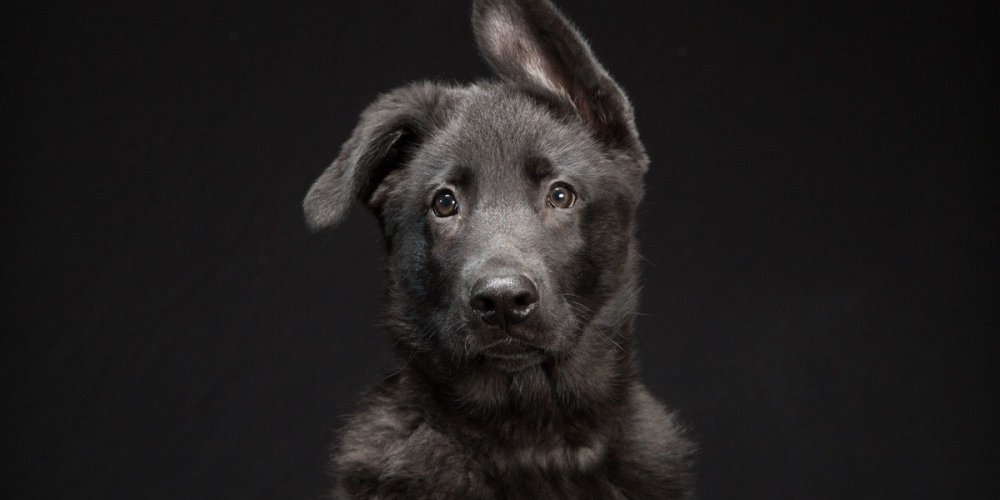 Немецкая Chyornaya овчарка