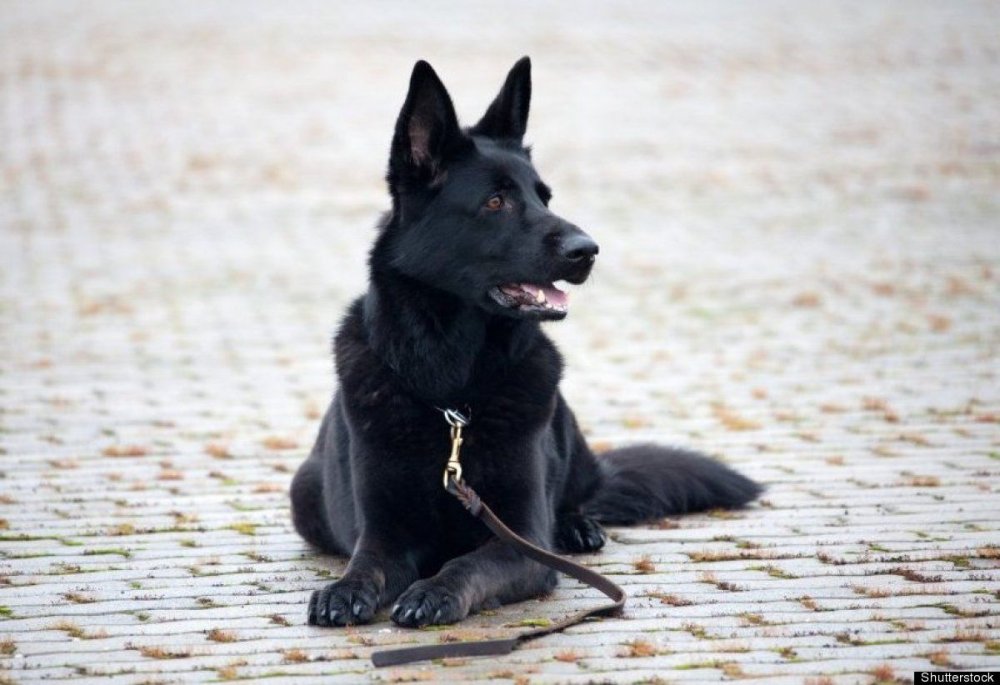 Немецкая овчарка черная дарк