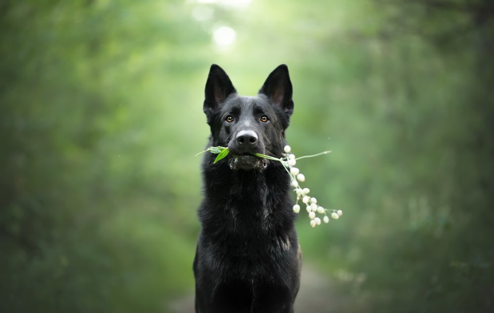 8(926)119-06-17 Питомник