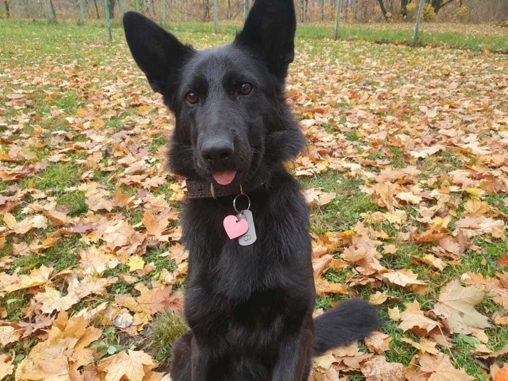 Бельгийская овчарка грюнендаль