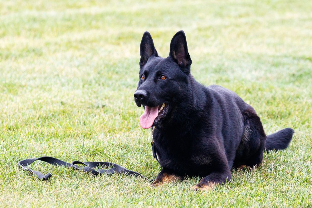 Шоколадная немецкая овчарка