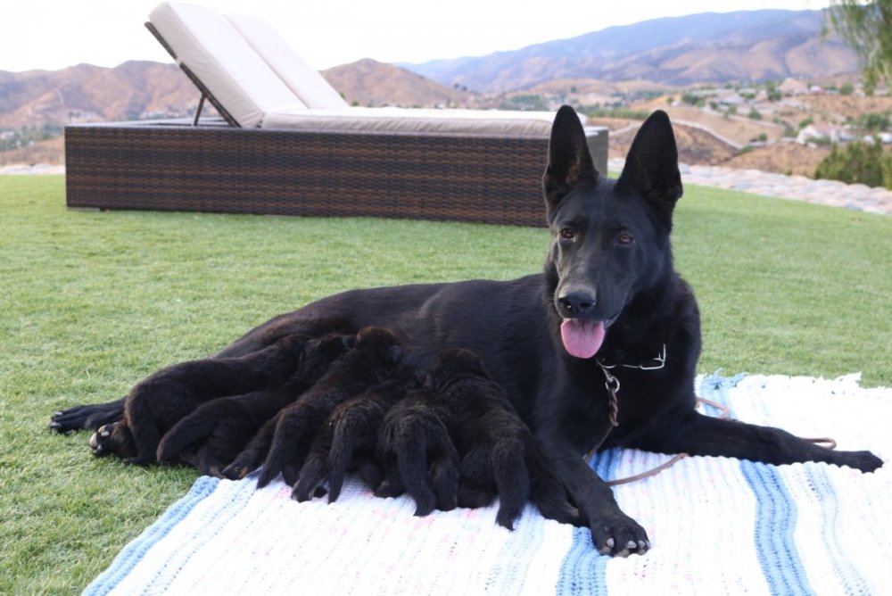 Немецкая овчарка черная девочка