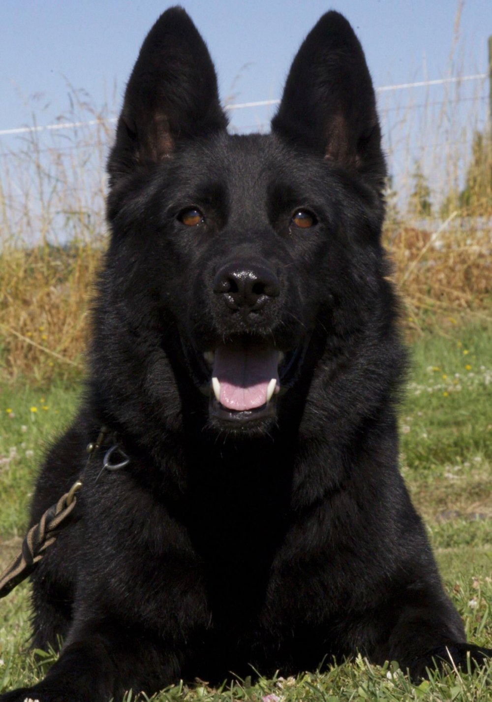 Немецкая овчарка чернабелая