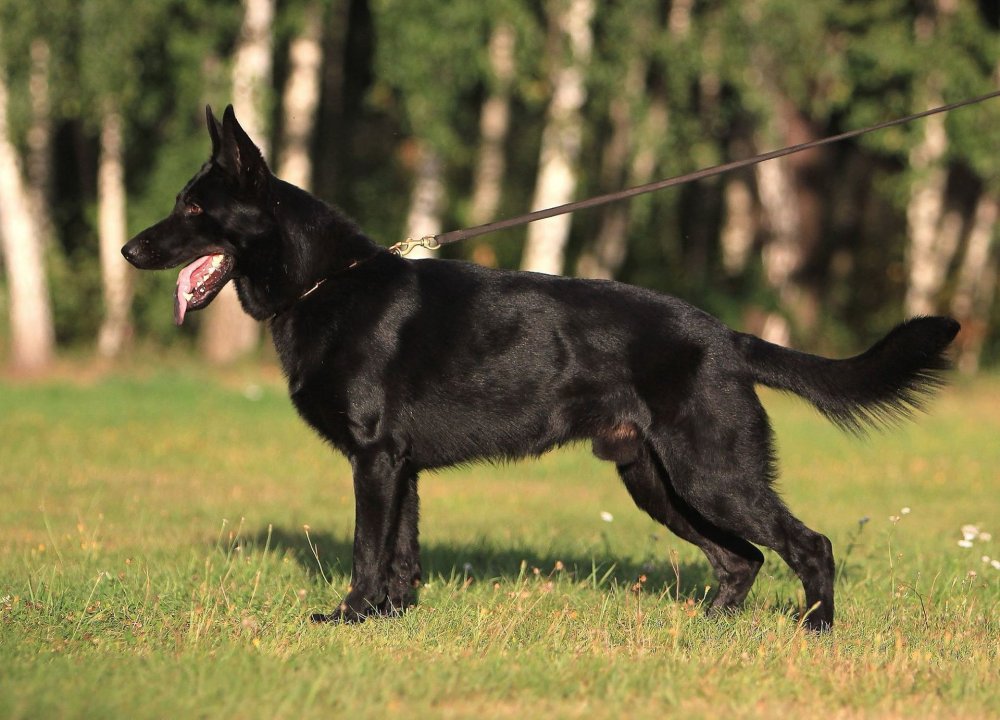 Швейцарская овчарка черная короткошерстная