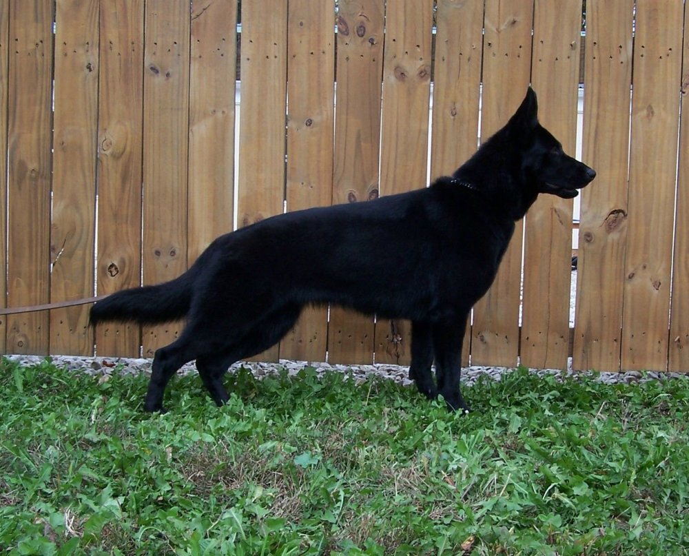 Восточно-европейская овчарка черная Эстетика