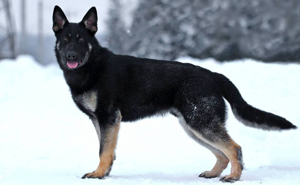 Немецкая овчарка черной масти