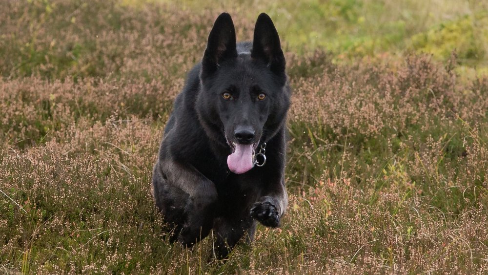 Тройная собака