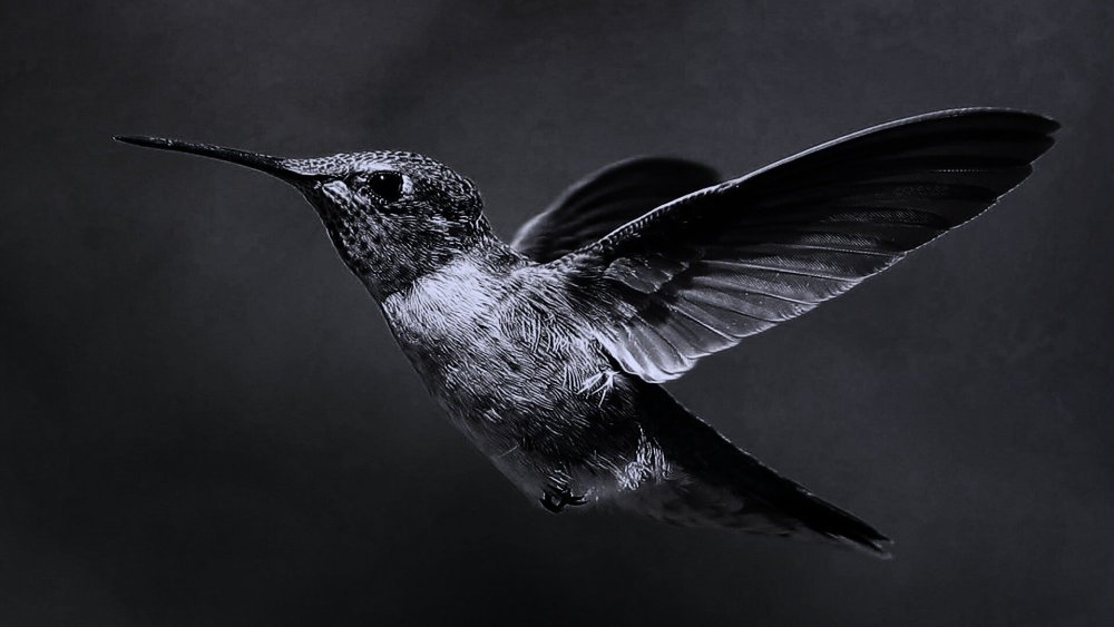 Птица на темном фоне