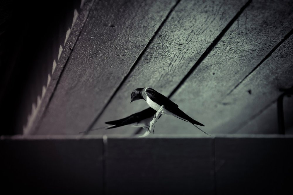 Ласточка фото черно белое