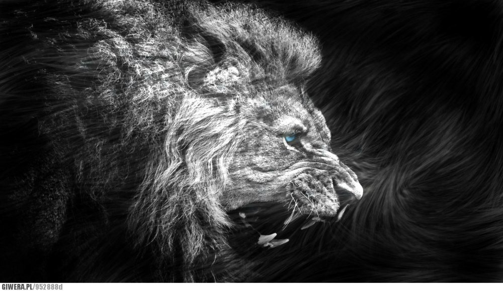 Лев черно белый