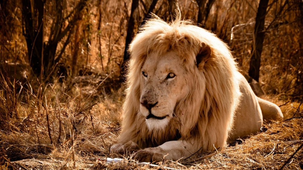 Король Лев фильм Симба и Муфаса