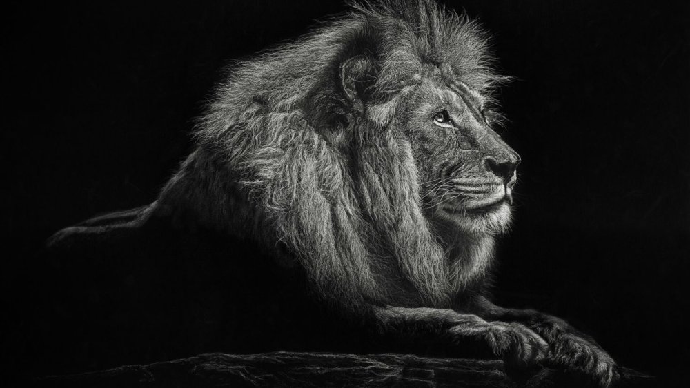 Обои на рабочий стол Лев