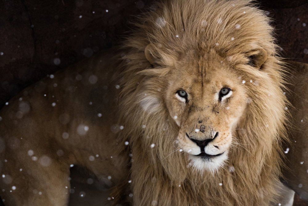 Лев на рабочий стол