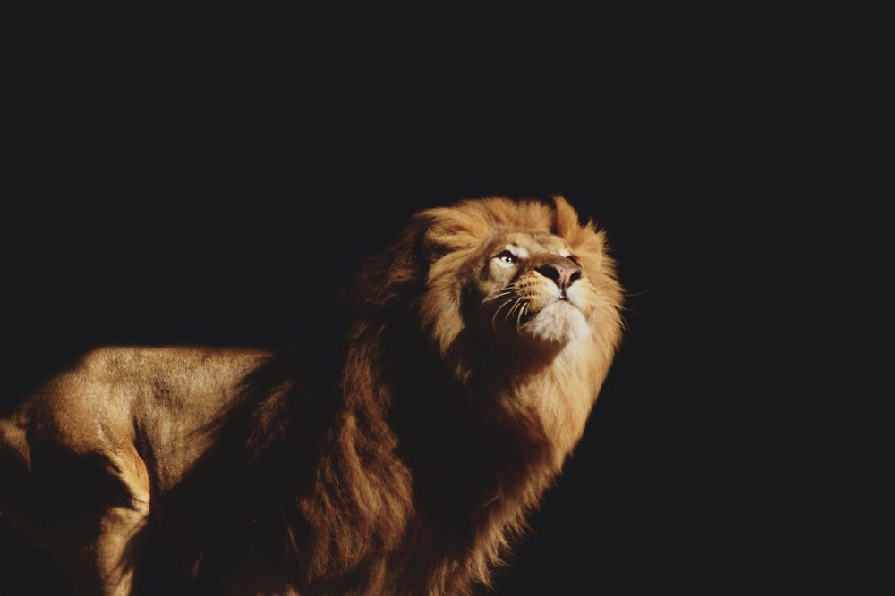 Лев черно белая картинка