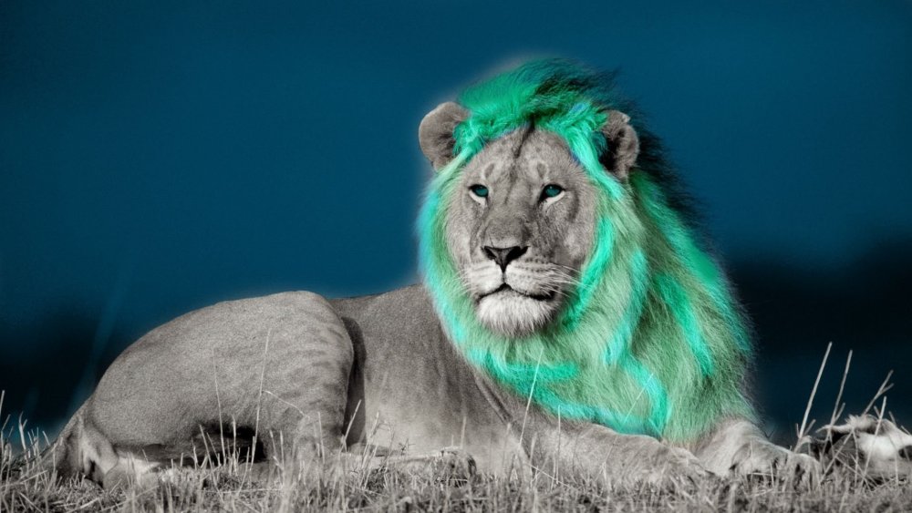 Лев на черном фоне