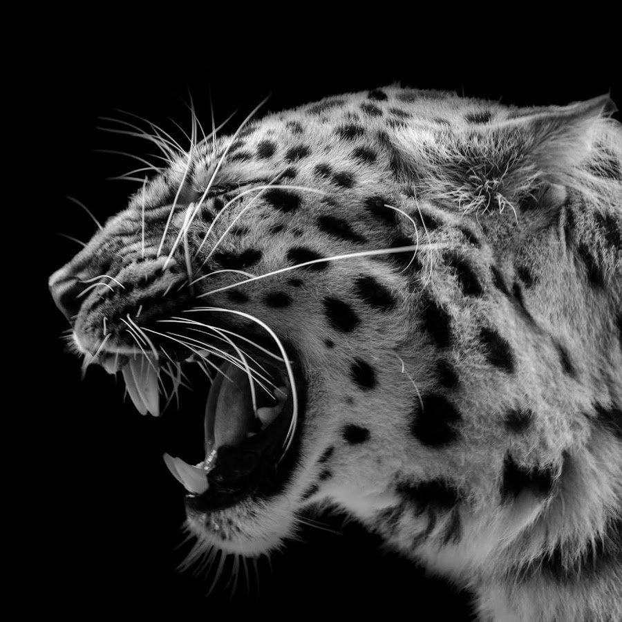 Паттерн пятна Барса