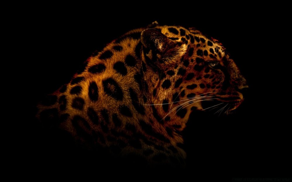 Леопард обои