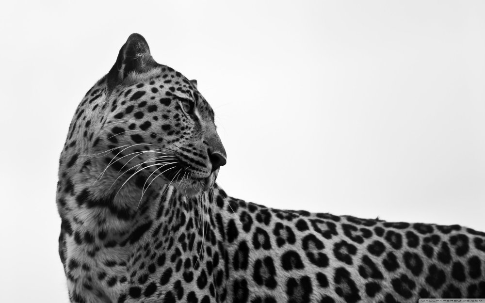 Дальневосточный леопард