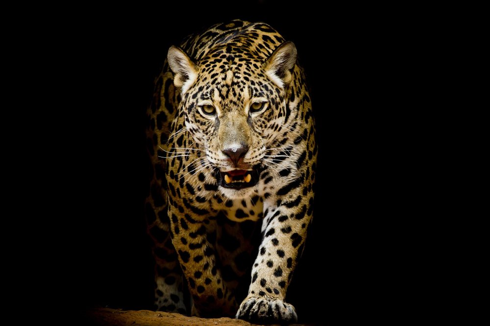 Леопард чёрно белый