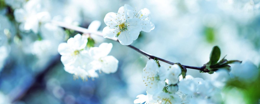 Панорамный фон с цветами