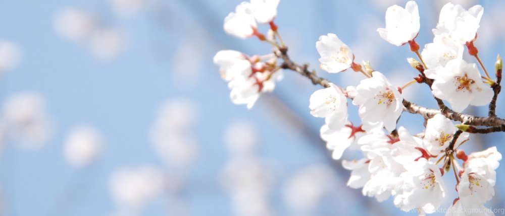 Фон с сакурой горизонтальный