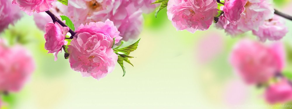 Обложка для сообщества цветов