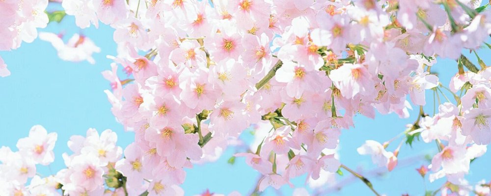 Цветы панорама