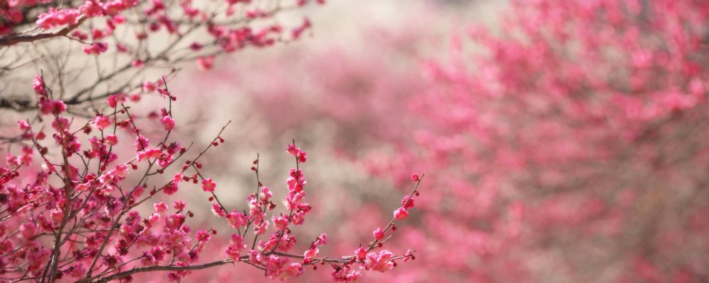 Цветочный фон