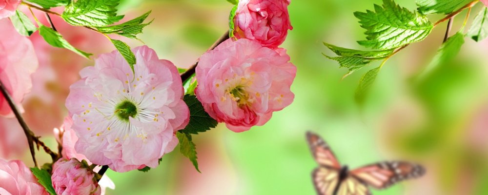 Обложка тюльпаны