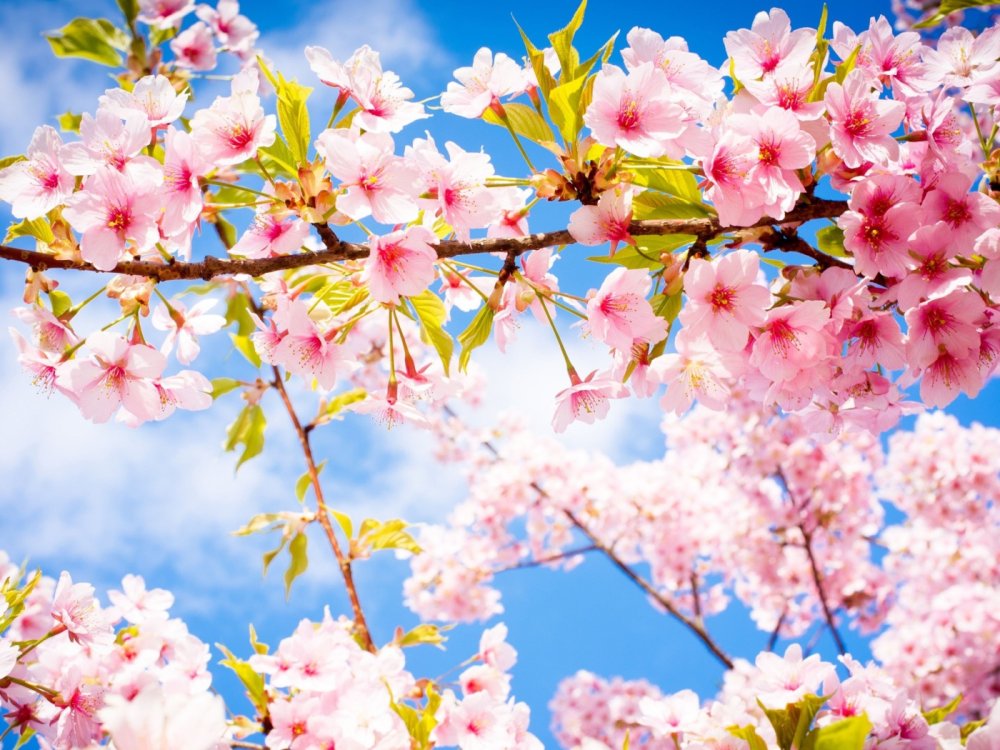 Весенний фон HD фиолет