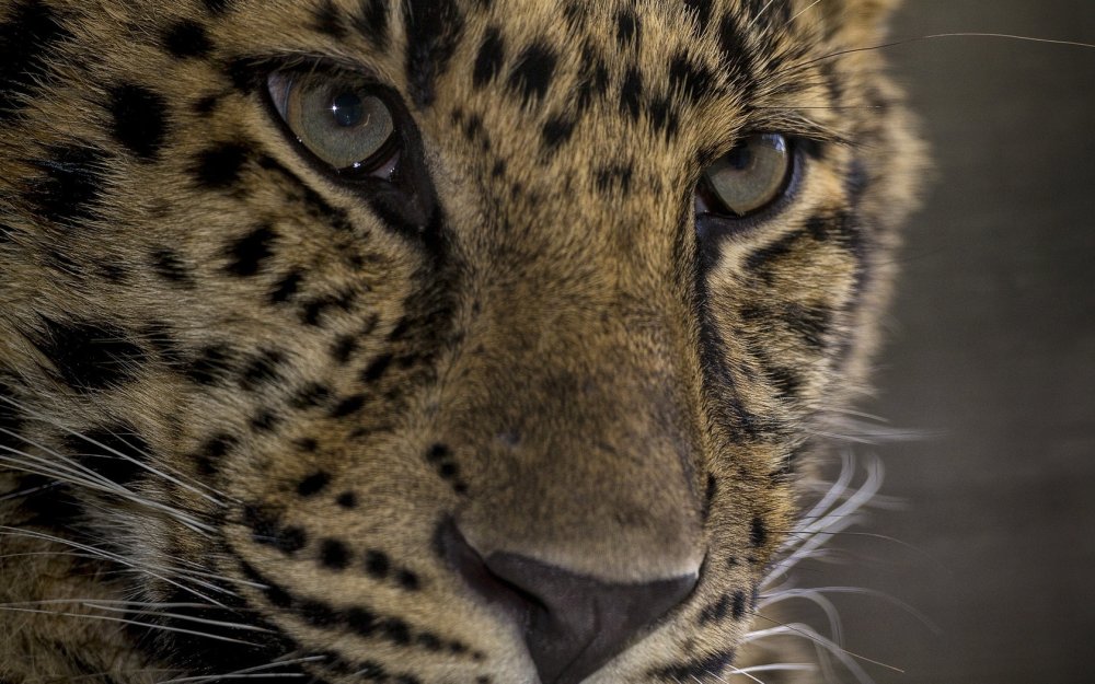 Картинки леопардов на рабочий стол