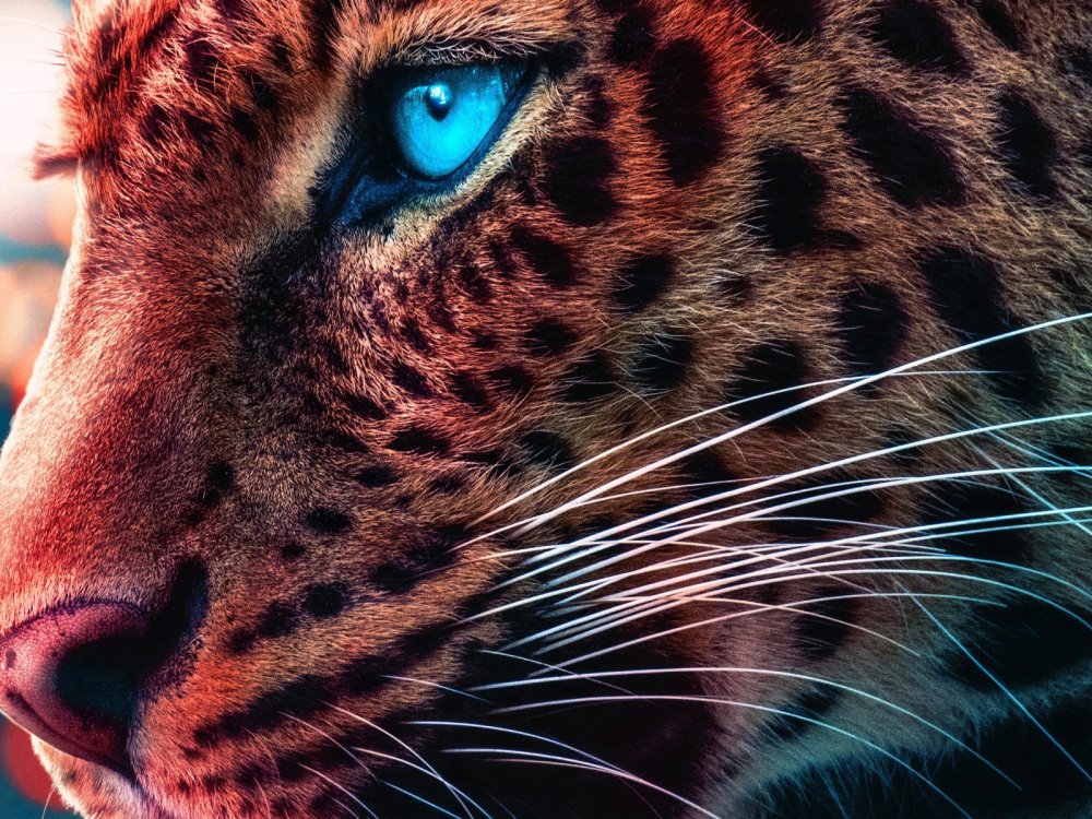 Глаза леопарда