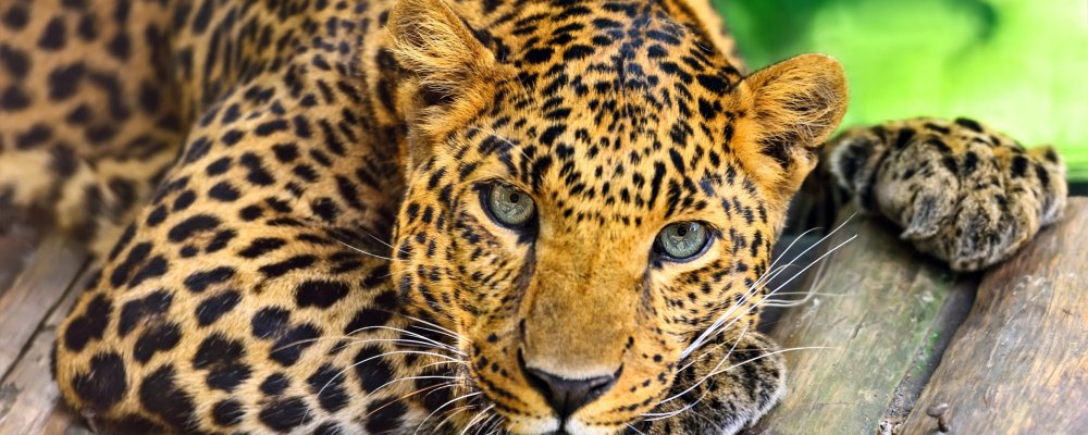 Глаза леопарда