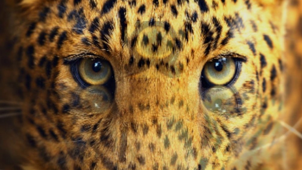 Леопард с красивыми глазами