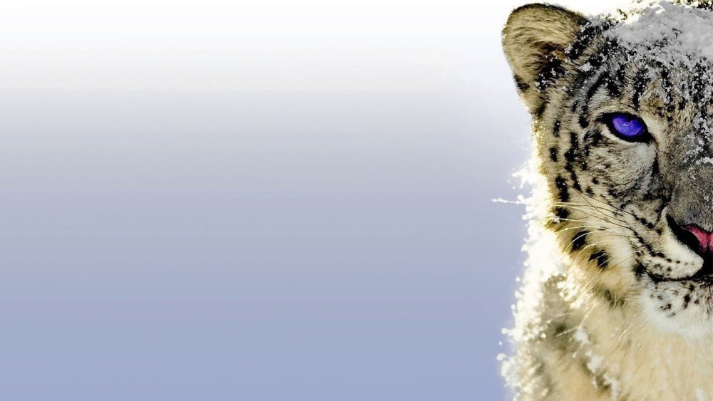 2 Снежных Барса