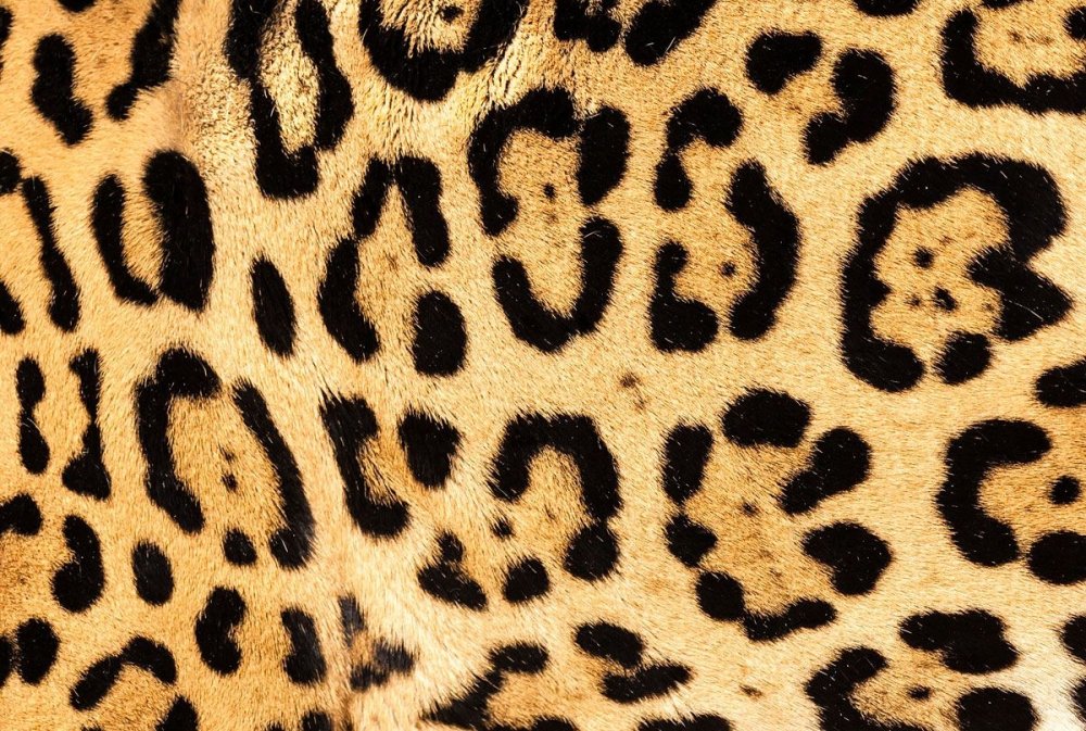 Леопард с синими глазами