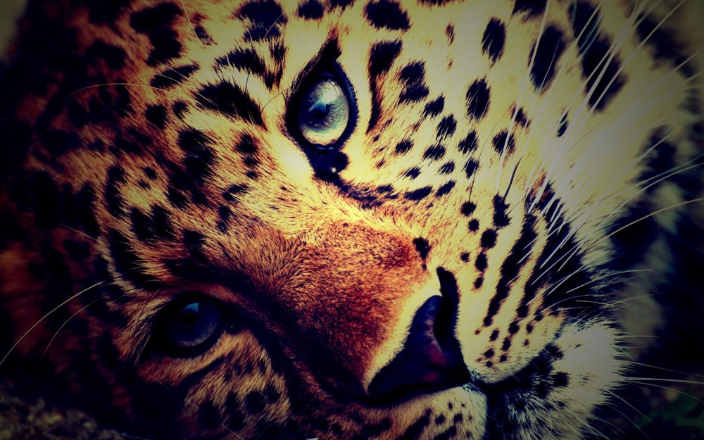 Фрактальная Графика животные